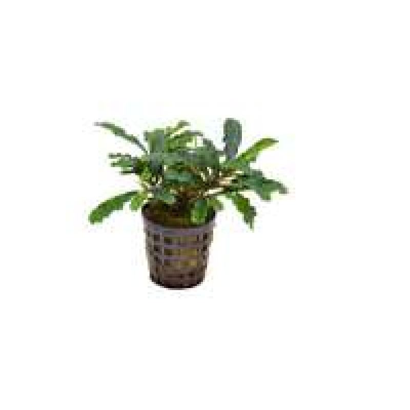 6x Bucephalandra Green Velvet